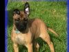 Beautiful and strong Belgian Shepherd x Dutch Shepherd 5